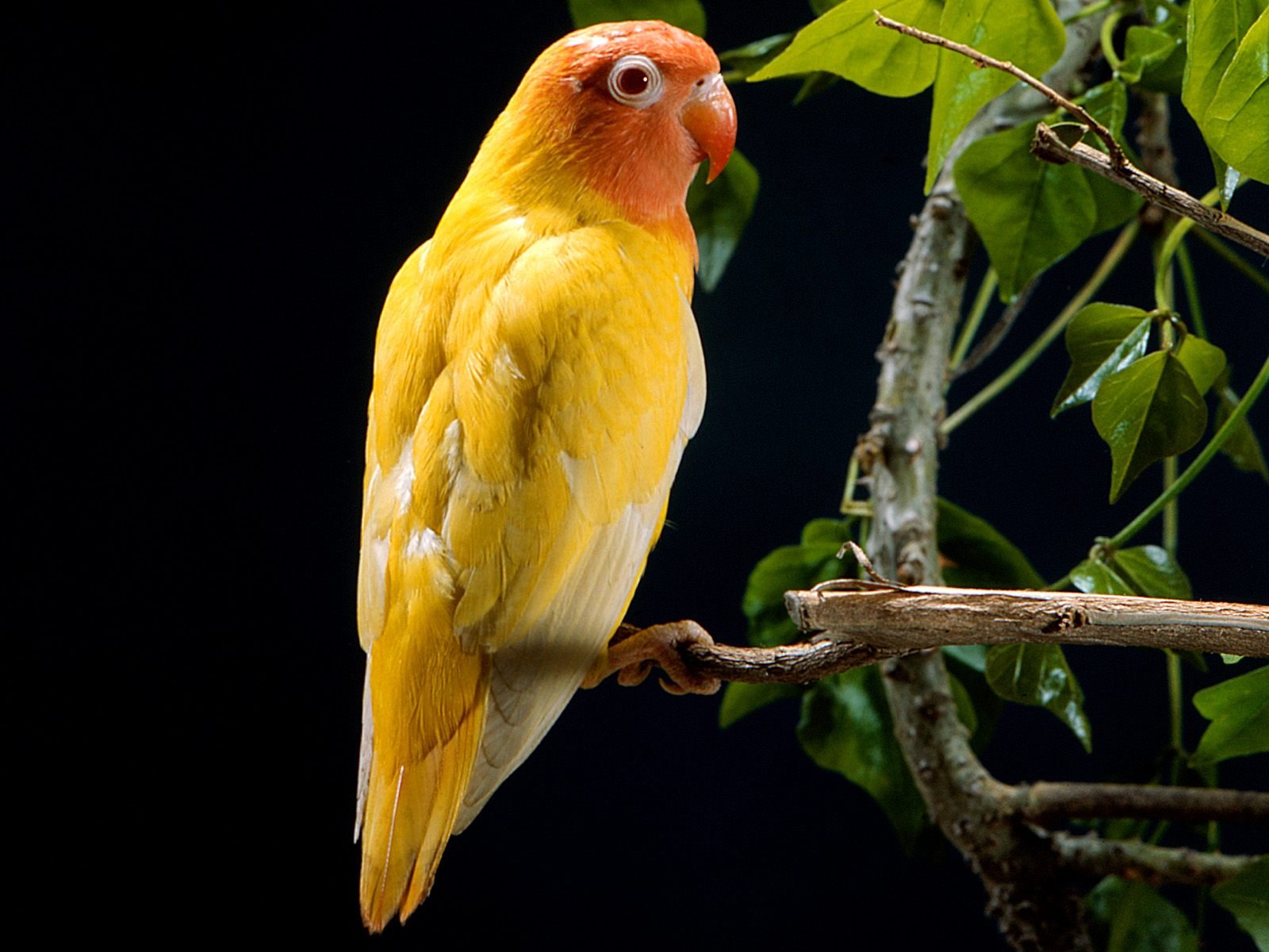 Yellow Parrot8040717557 - Yellow Parrot - yellow, Parrot, Cuddles
